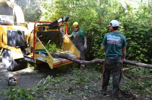 tree services Rancho Mirage